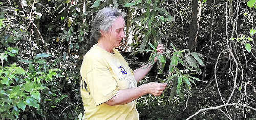 Maria Matthes has a look at a macadamia integrifolia specimen. She is now seeking help in finding wild and possibly endangered varieties, to conserve their genetics for future industry breeding. Maria Matthes has a look at a macadamia integrifolia specimen. She is now seeking help in finding wild and possibly endangered varieties, to conserve their genetics for future industry breeding.